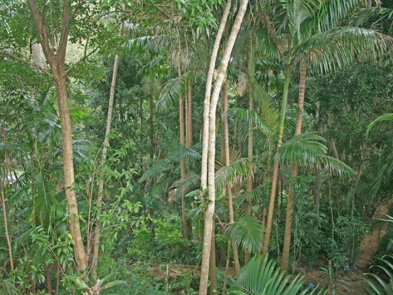 4 Orchis Drive, Eagle Heights QLD 4271