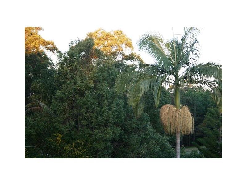 Tamborine Mountain QLD 4272