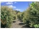 Tamborine Mountain QLD 4272