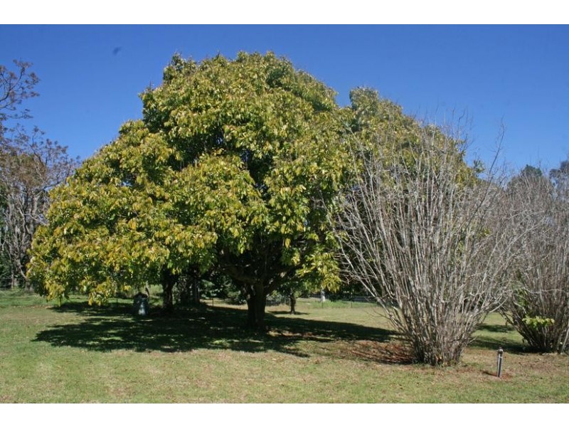 81 Prospect Street, Tamborine Mountain QLD 4272