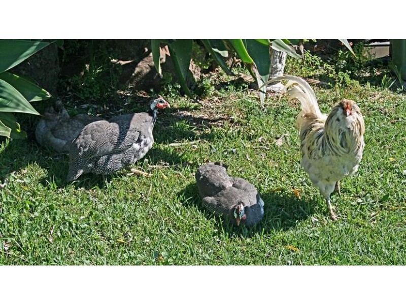 50 Lahey Lookout Road, Tamborine Mountain QLD 4272