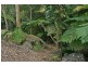 9 Madura Court, Tamborine Mountain QLD 4272