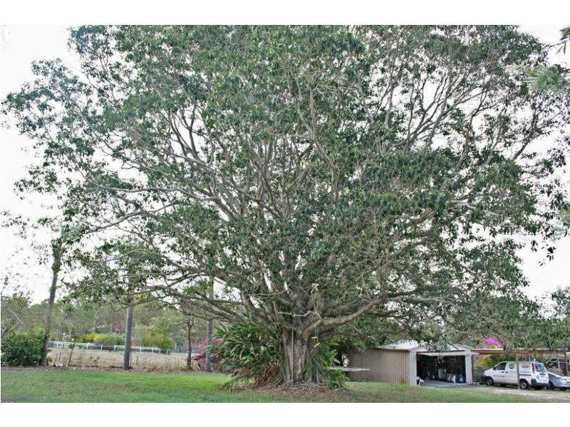 71 Hazel Road, Tamborine QLD 4270