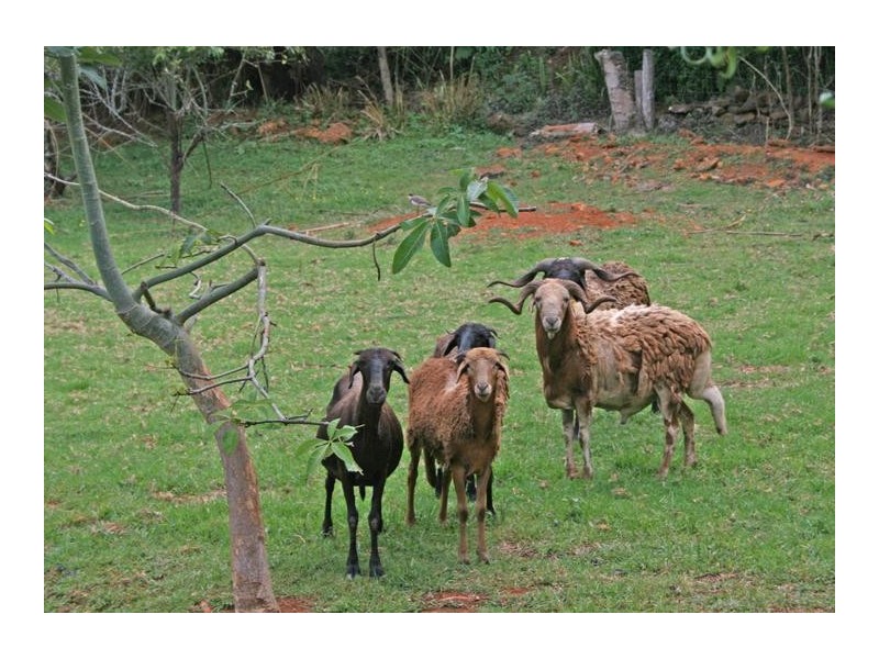 Tamborine Mountain QLD 4272