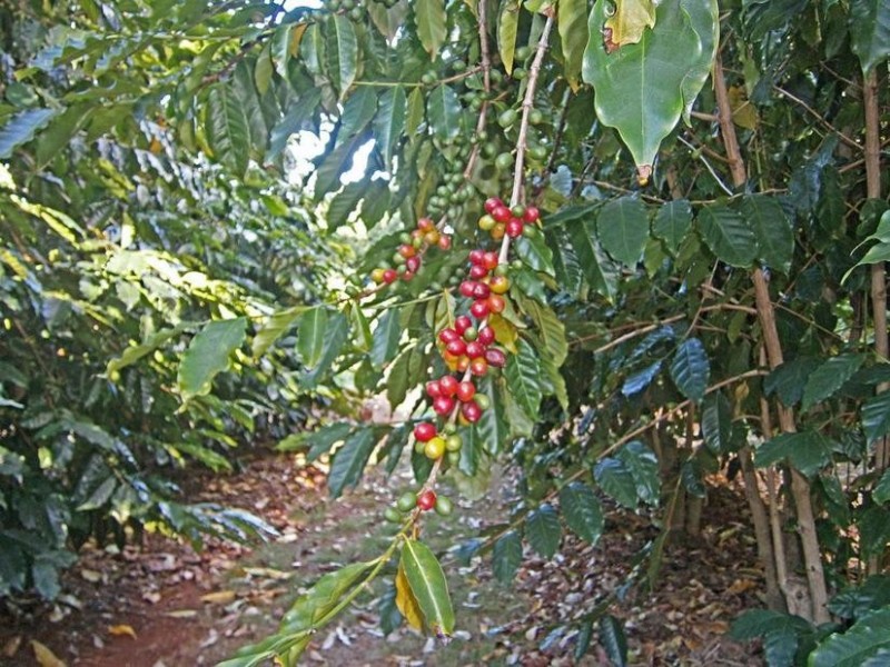 64-66 Alpine Tce, Mount Tamborine., Tamborine Mountain QLD 4272