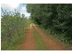 Tamborine Mountain QLD 4272