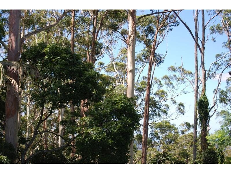 19 Morell Street, Tamborine Mountain QLD 4272