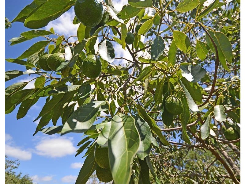 129 Curtis Road, Tamborine Mountain QLD 4272