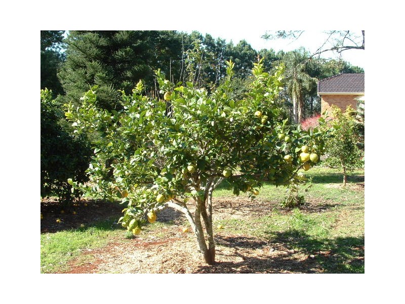 North Tamborine QLD 4272