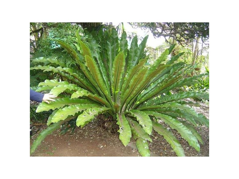 North Tamborine QLD 4272