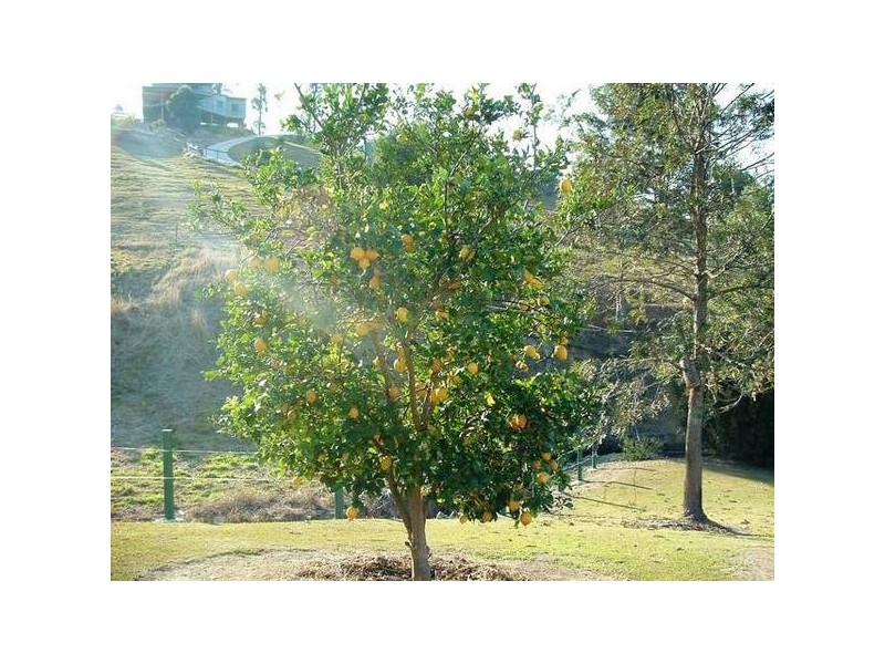 Wongawallan QLD 4210