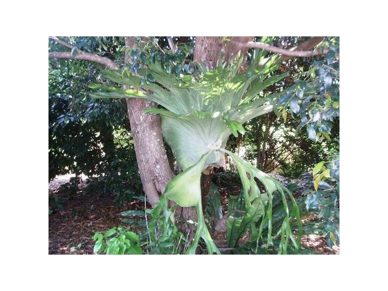 North Tamborine QLD 4272