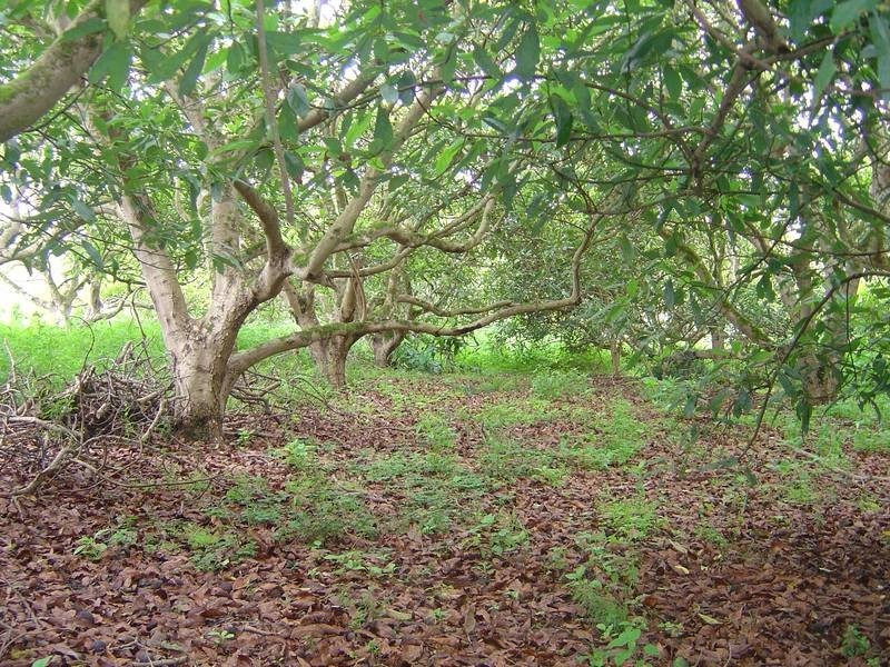 North Tamborine QLD 4272