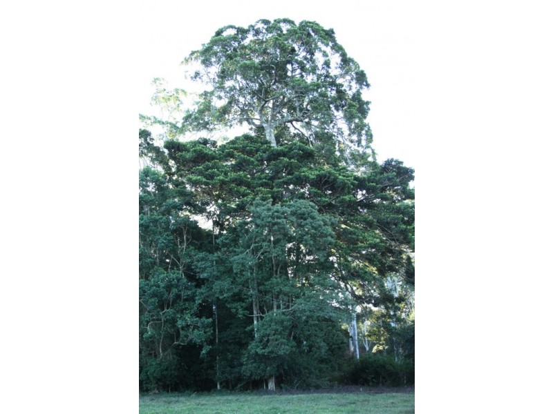 North Tamborine QLD 4272