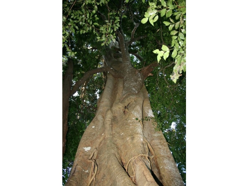 North Tamborine QLD 4272