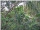 Eagle Heights QLD 4271