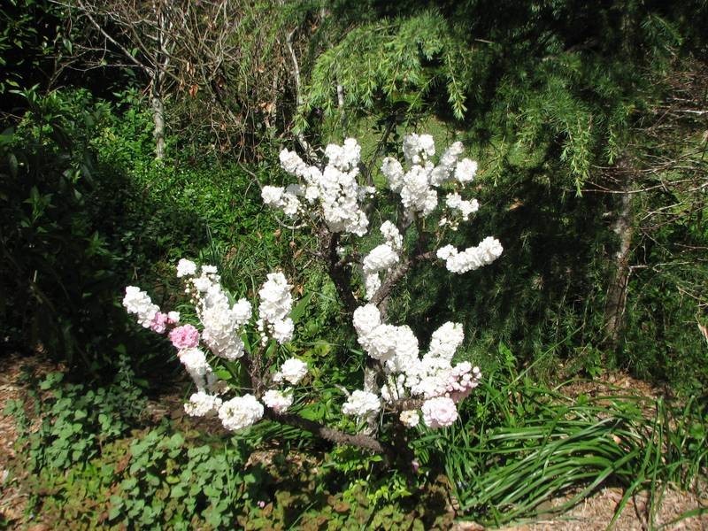 North Tamborine QLD 4272