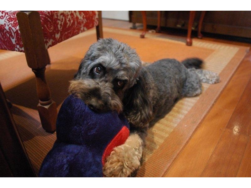 26 Glenmore Street, Naremburn NSW 2065