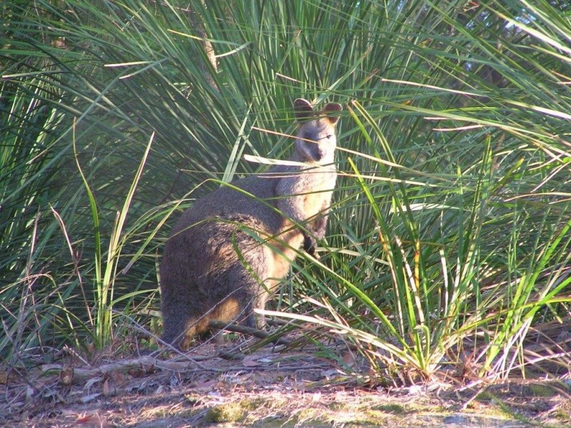 3 Namoi Place, East Lindfield NSW 2070