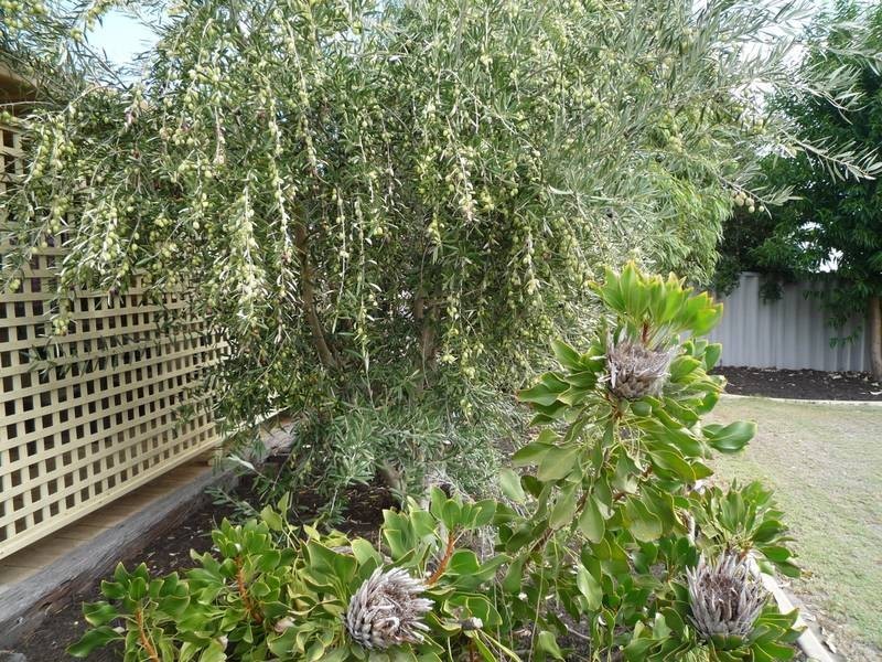 133 Yangebup Road, Yangebup WA 6164