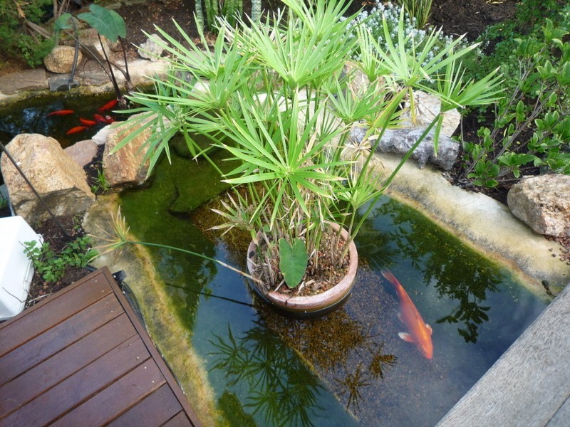 50 Sandpiper Loop, Yangebup WA 6164