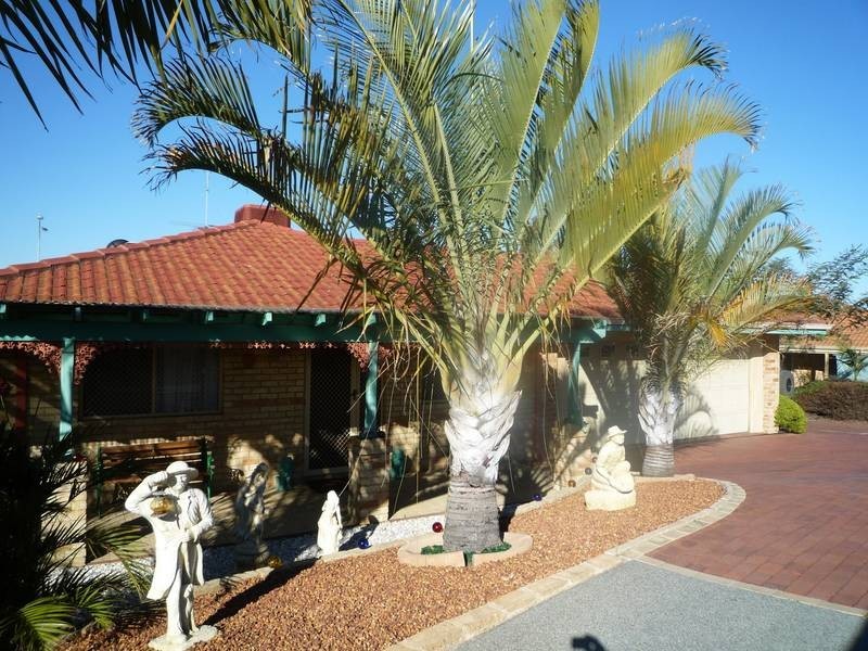 24 Torenia Way, Yangebup WA 6164