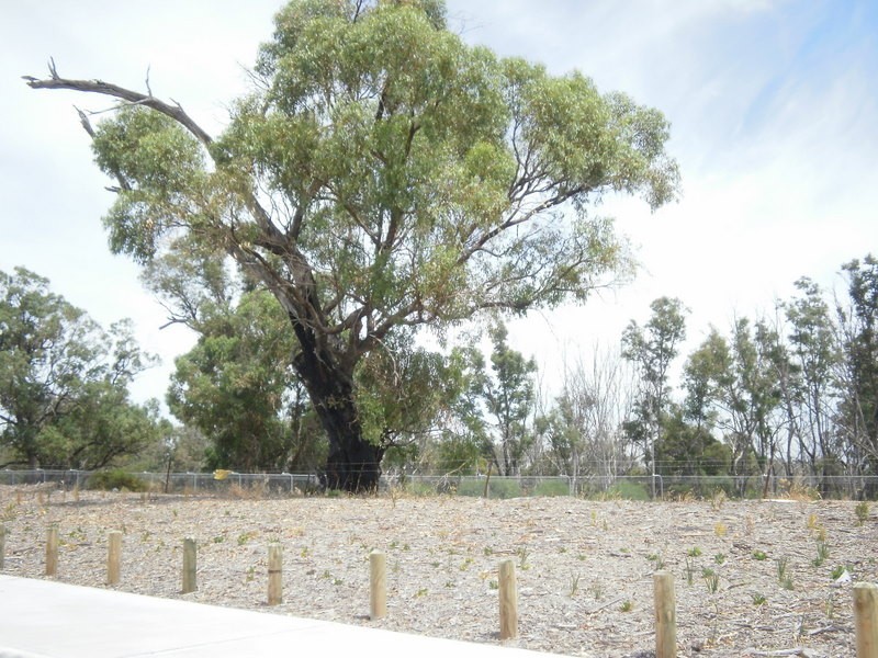 62 Jacksonia Promenade, Success WA 6164