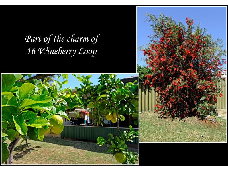 16 Wineberry Loop, South Lake WA 6164