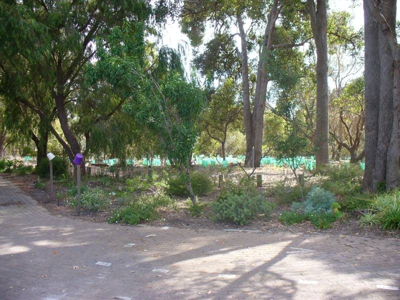 4/51 Grassbird Loop, Yangebup WA 6164