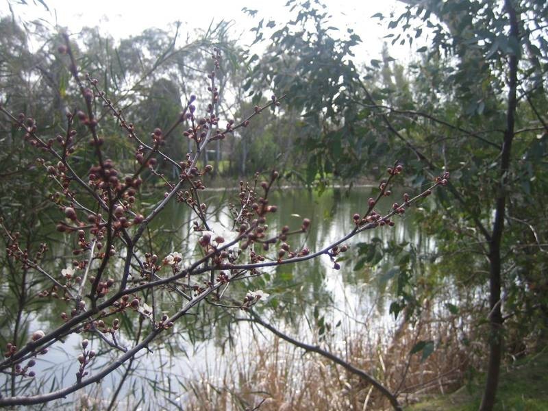 Lot 1,  Park Street, Bridgewater VIC 3516