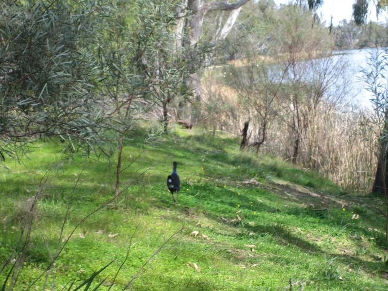 Lot 1,  Park Street, Bridgewater VIC 3516