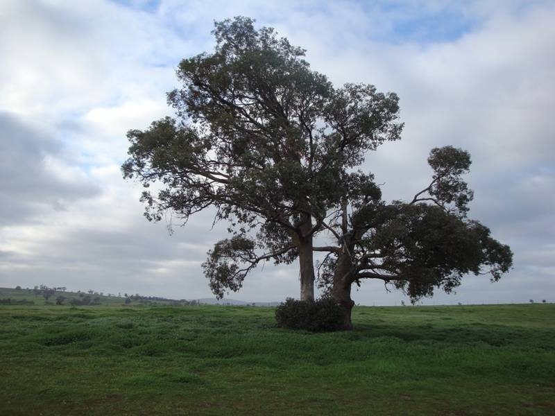 Lot 72,  Wild Cherry Road, Lockwood South VIC 3551