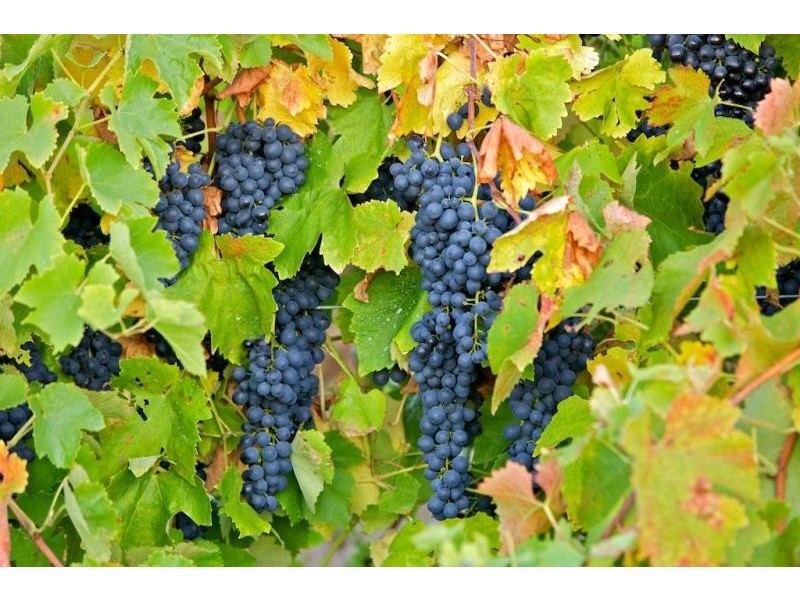 188 Mountain Creek Road, Moonambel VIC 3478