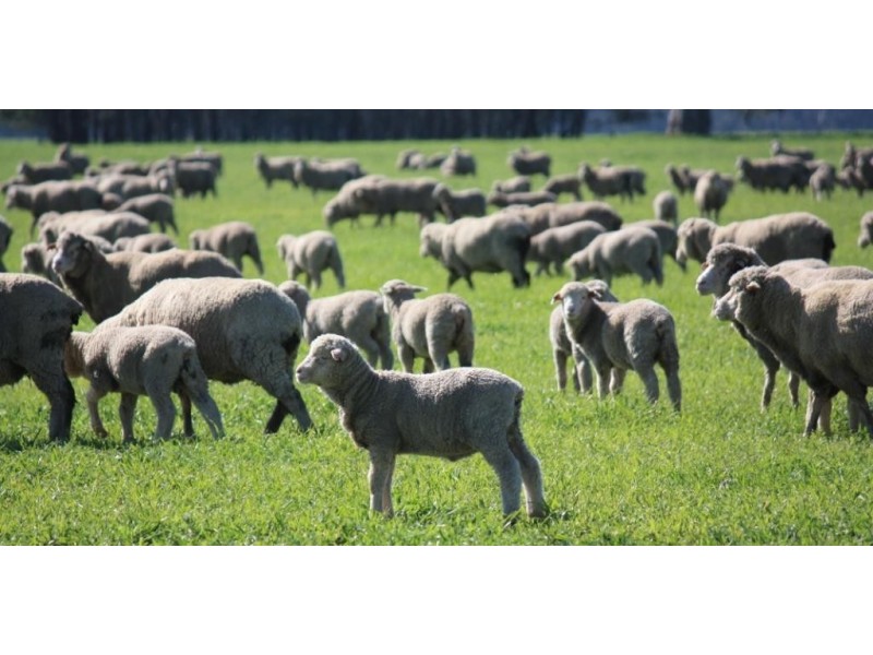 1072 Old Boort Road, Bears Lagoon VIC 3517