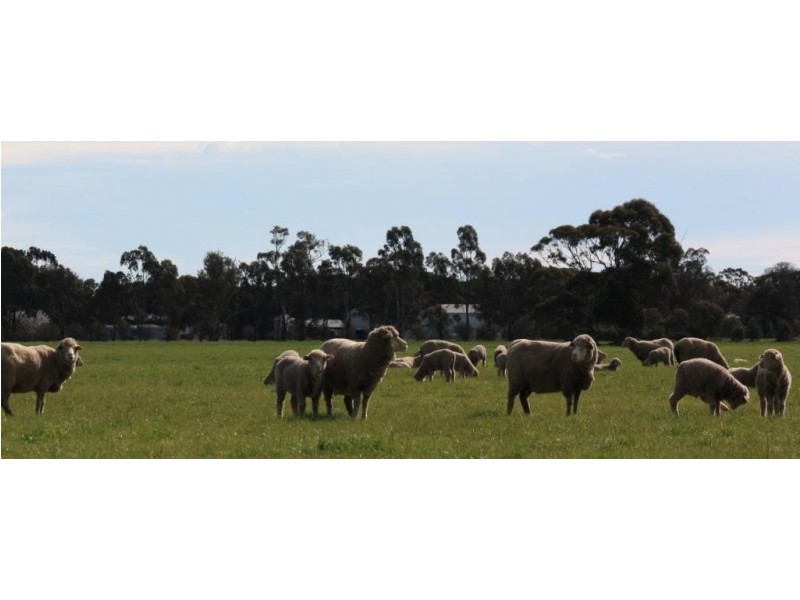 1072 Old Boort Road, Bears Lagoon VIC 3517