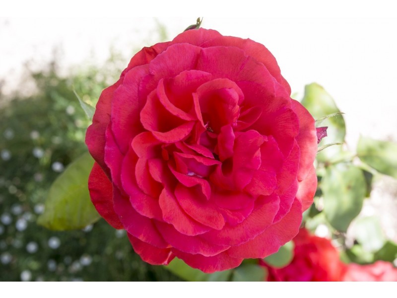 103 Neale Street, Flora Hill VIC 3550