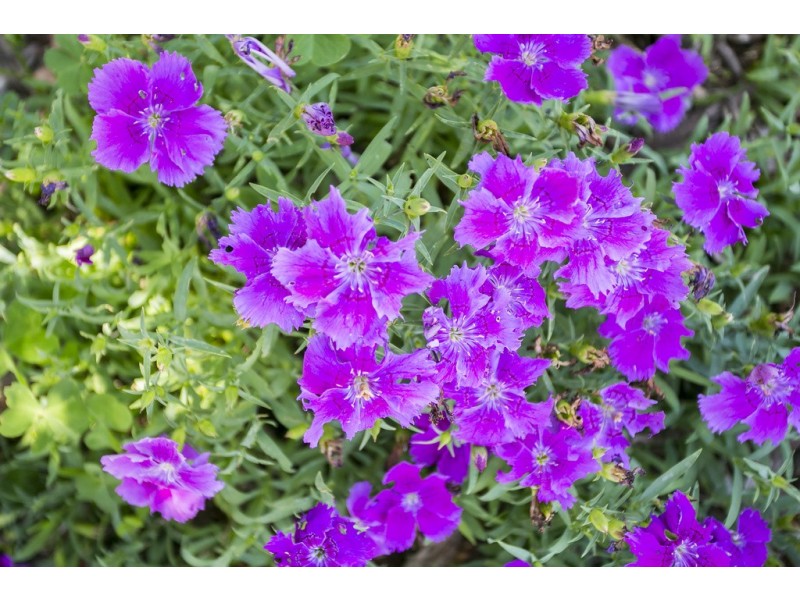 103 Neale Street, Flora Hill VIC 3550