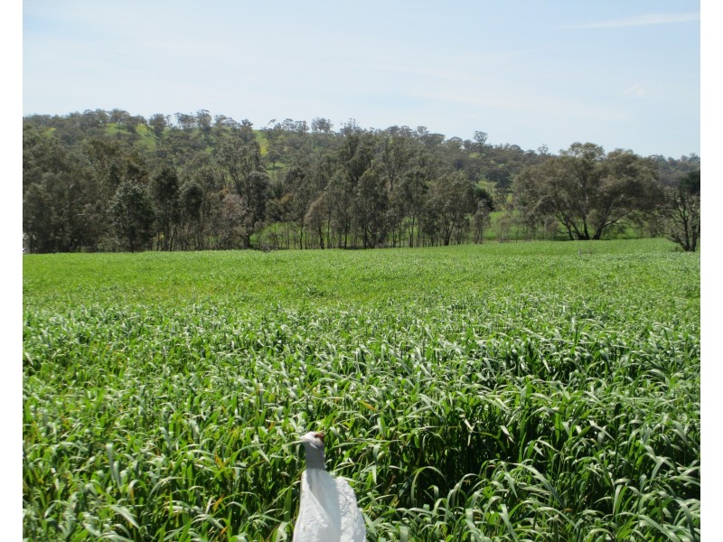 540 Calder Alternate Highway, Lockwood South VIC 3551