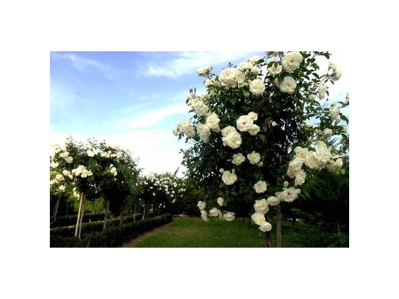 5 Pentlands Road, Mandurang VIC 3551