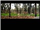 31 Braeside Drive, Junortoun VIC 3551