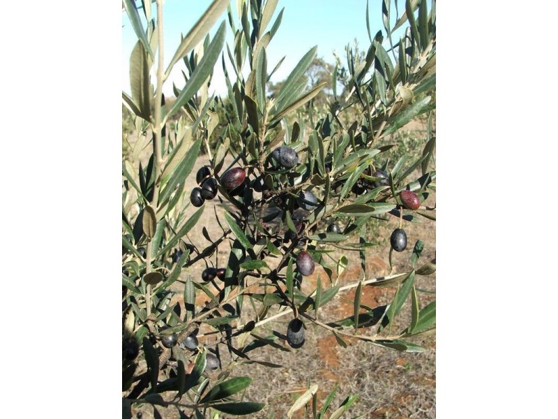 1 Doles & Mechans Road, Eppalock VIC 3551