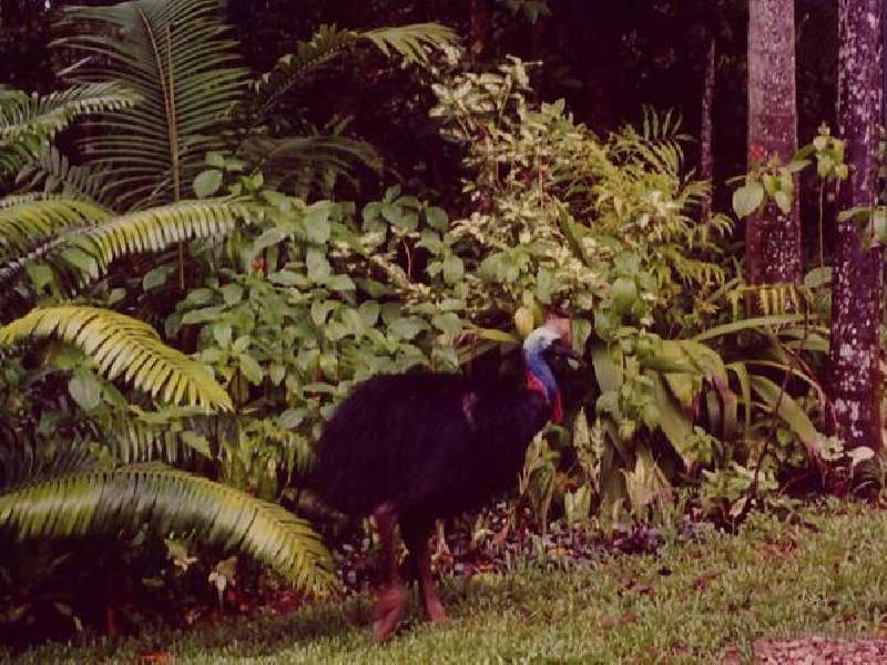 Mission Beach QLD 4852