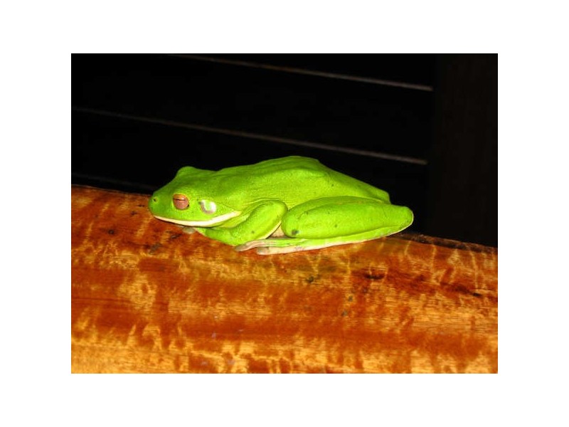 Mission Beach QLD 4852