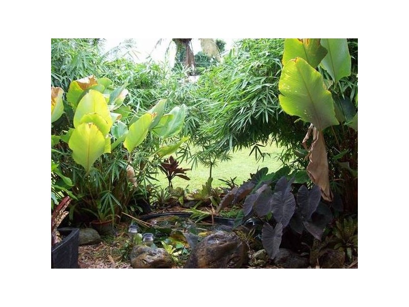 Mission Beach QLD 4852