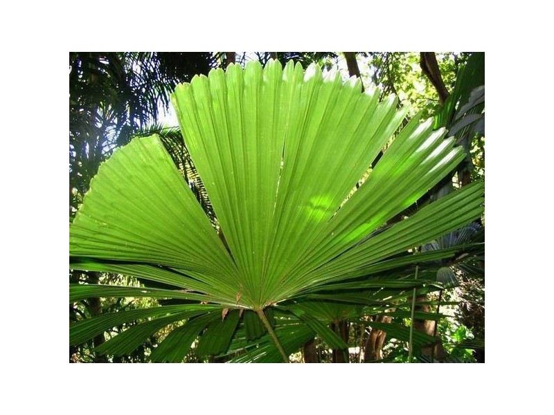 Mission Beach QLD 4852