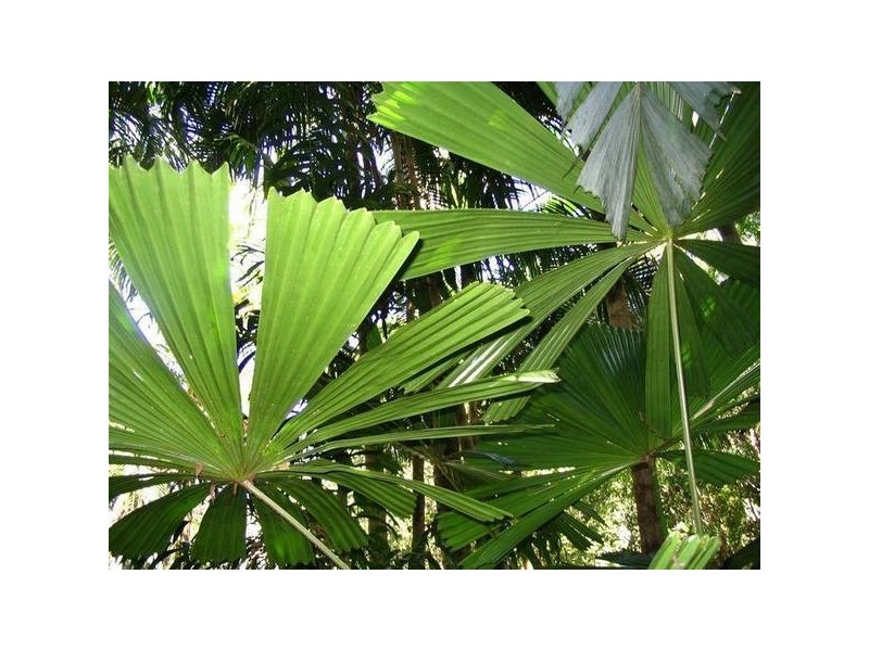 Mission Beach QLD 4852