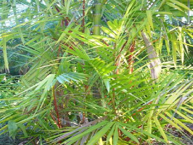 Mission Beach QLD 4852