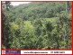 El Arish QLD 4855