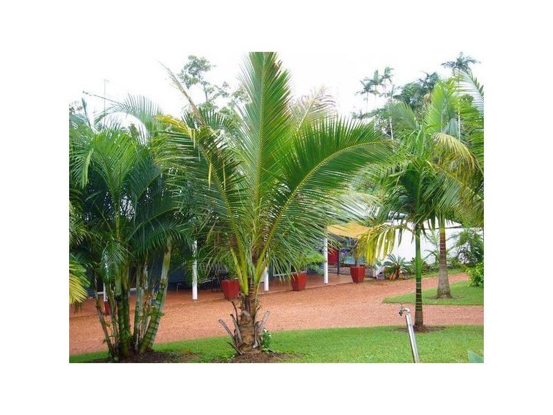 Mission Beach QLD 4852