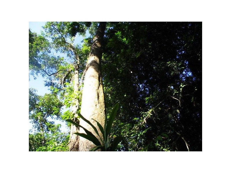 Mission Beach QLD 4852